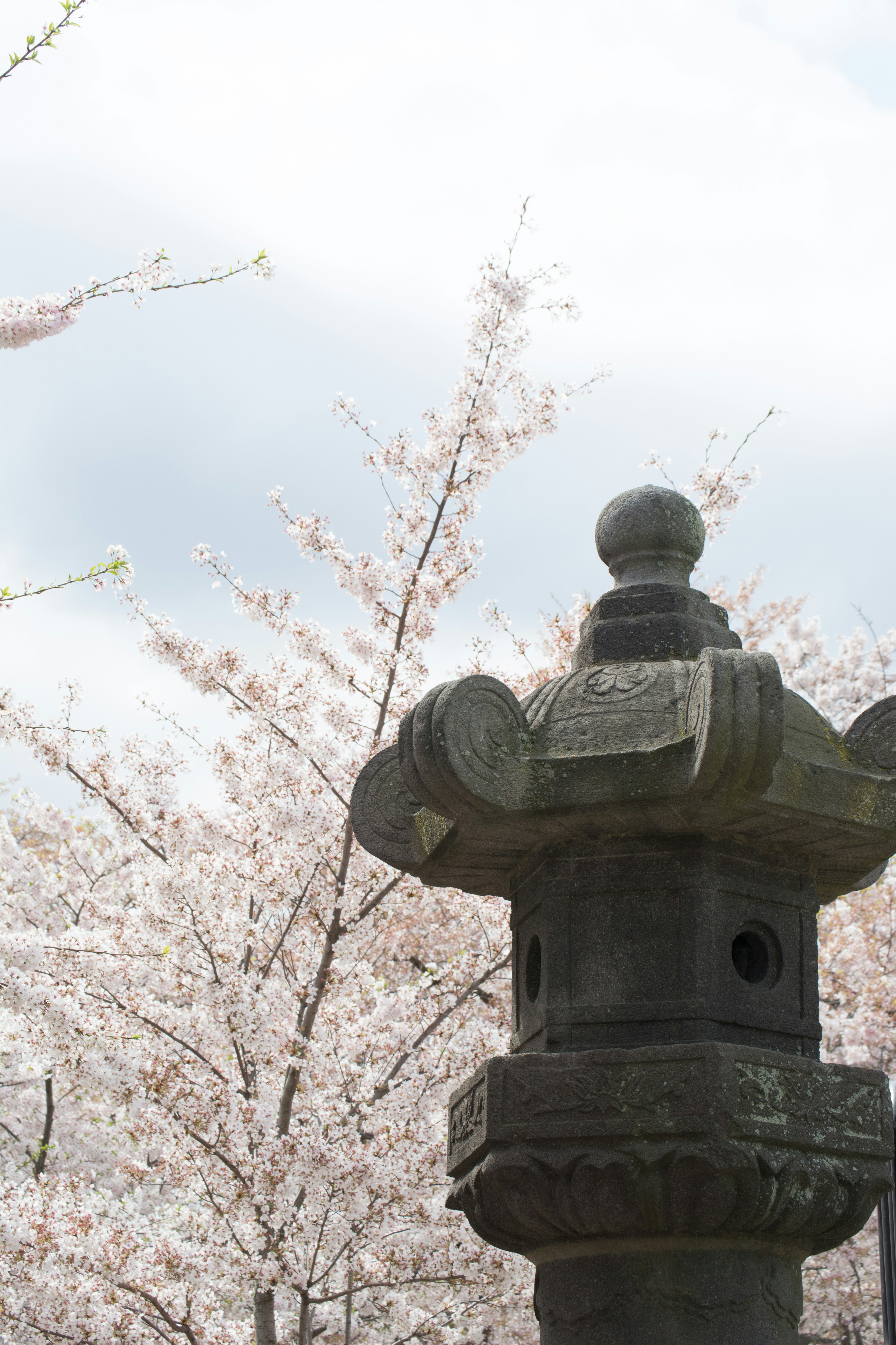 Photo by sapphiratigress