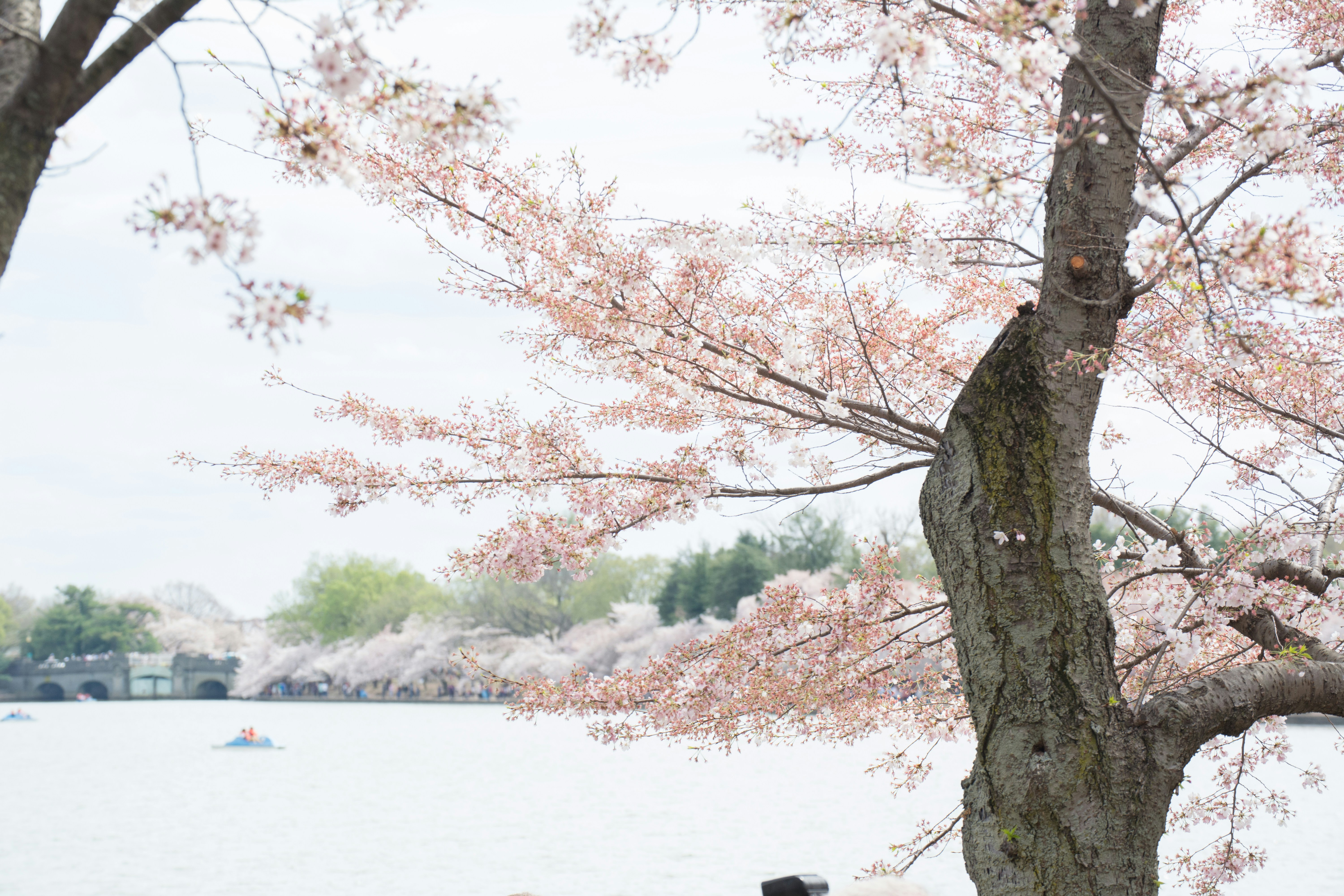 Photo by sapphiratigress