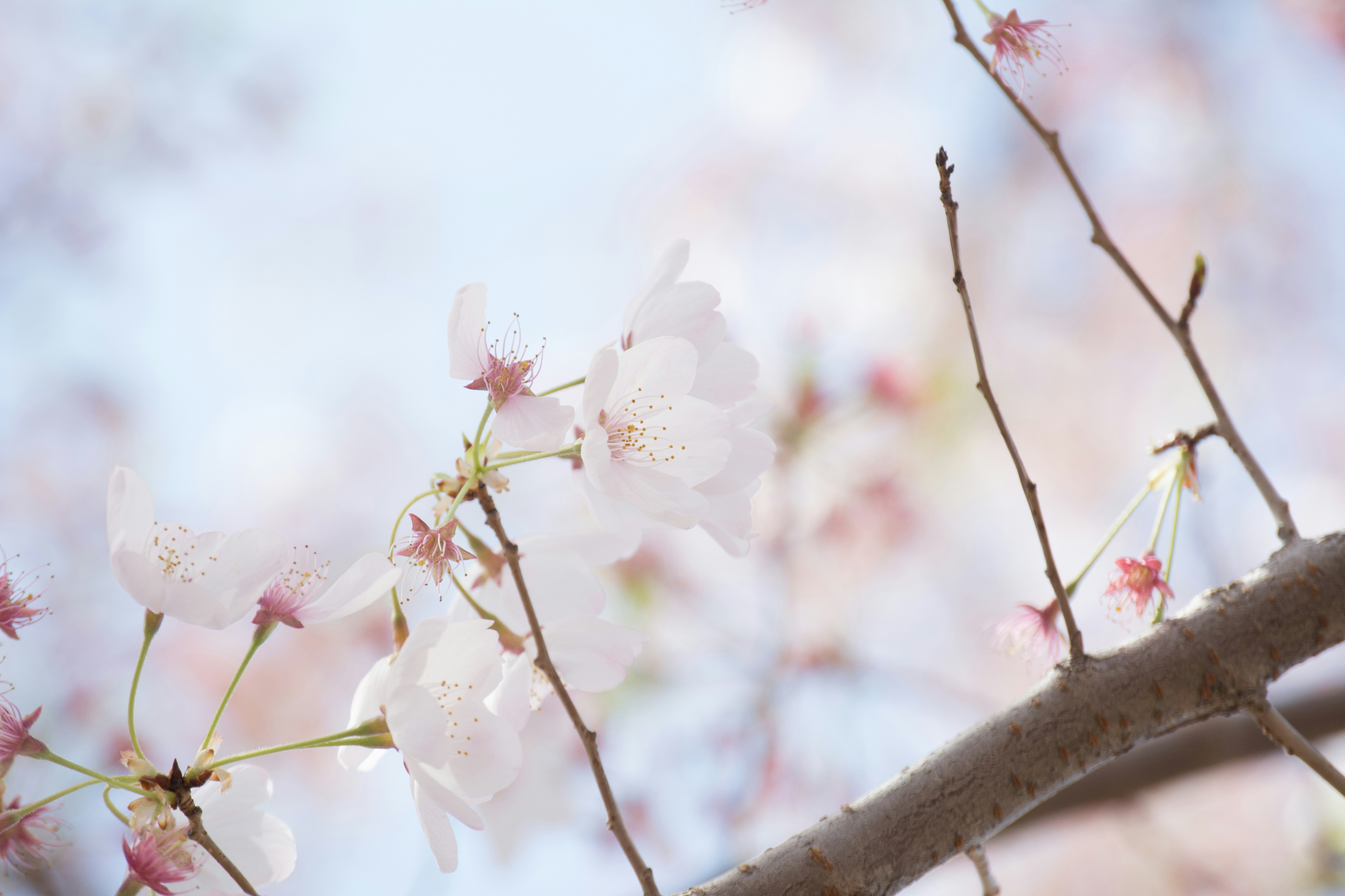 Photo by sapphiratigress