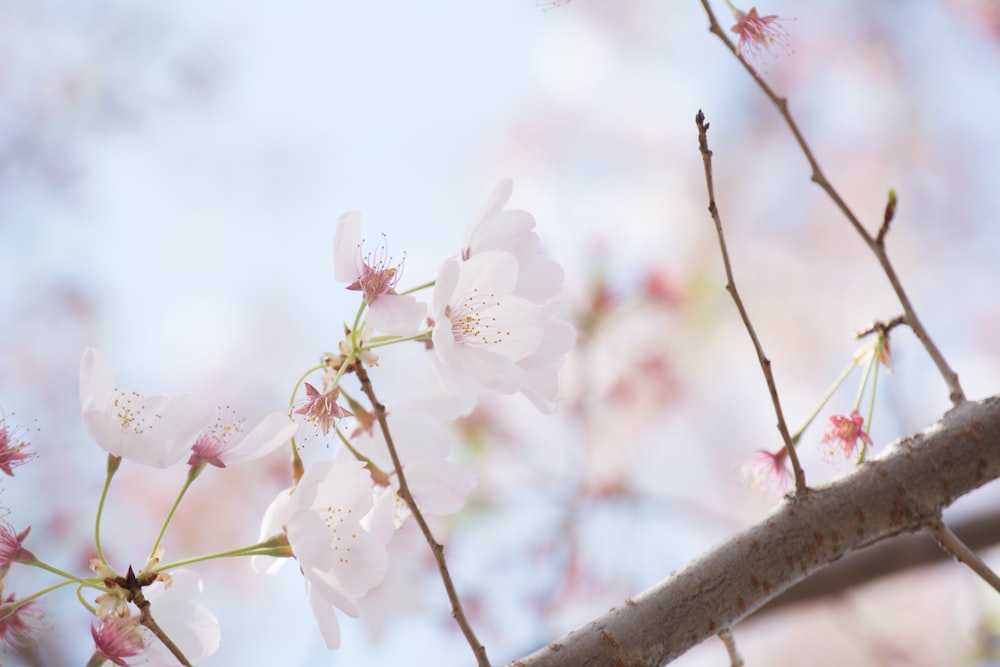 blooming pink cherry blossoms