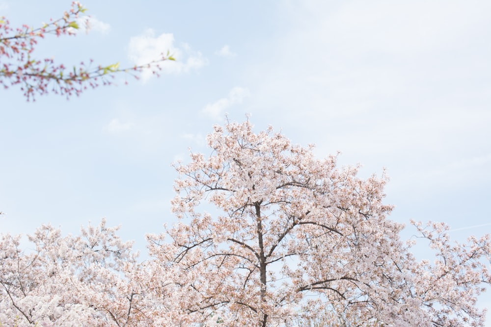 white cherry blossoms under white clouds