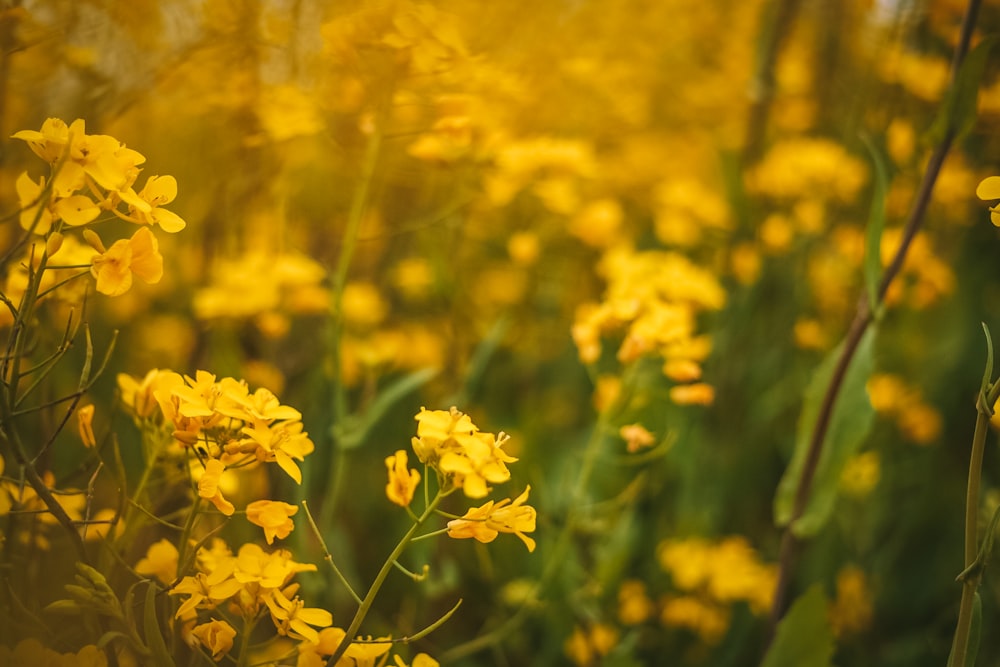 yellow cluster flowers