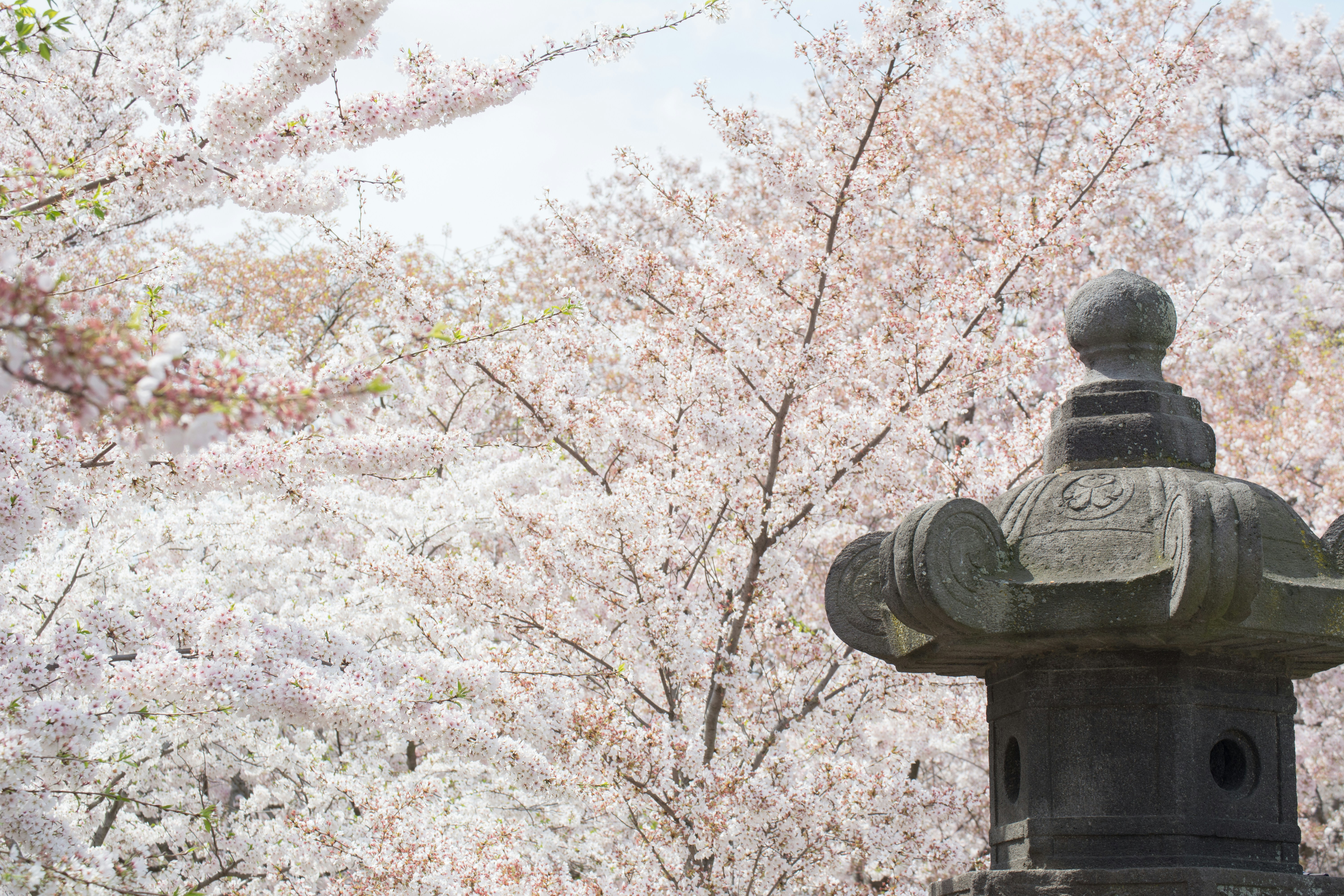 Photo by sapphiratigress