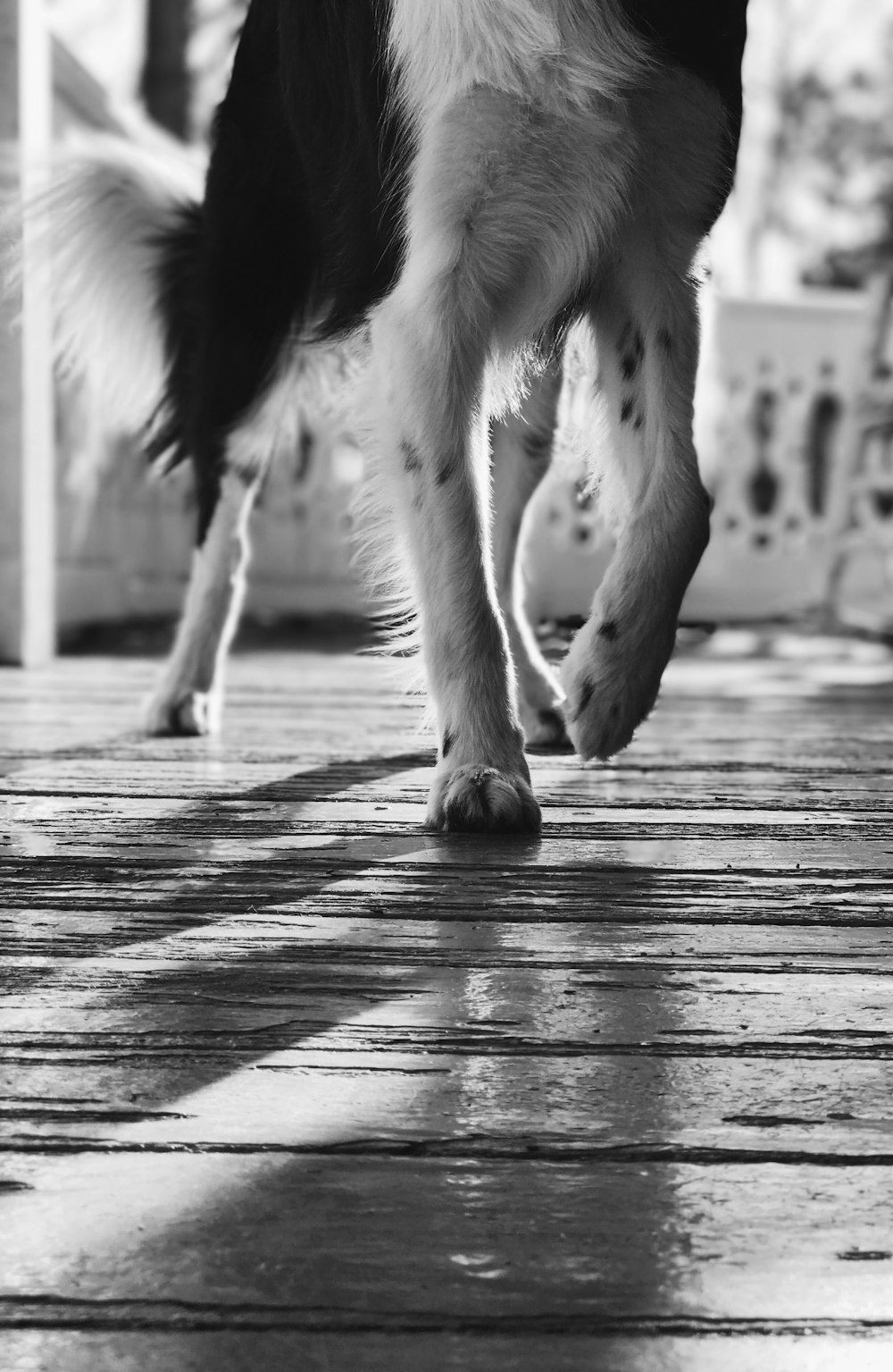 Photographie en niveaux de gris de chien