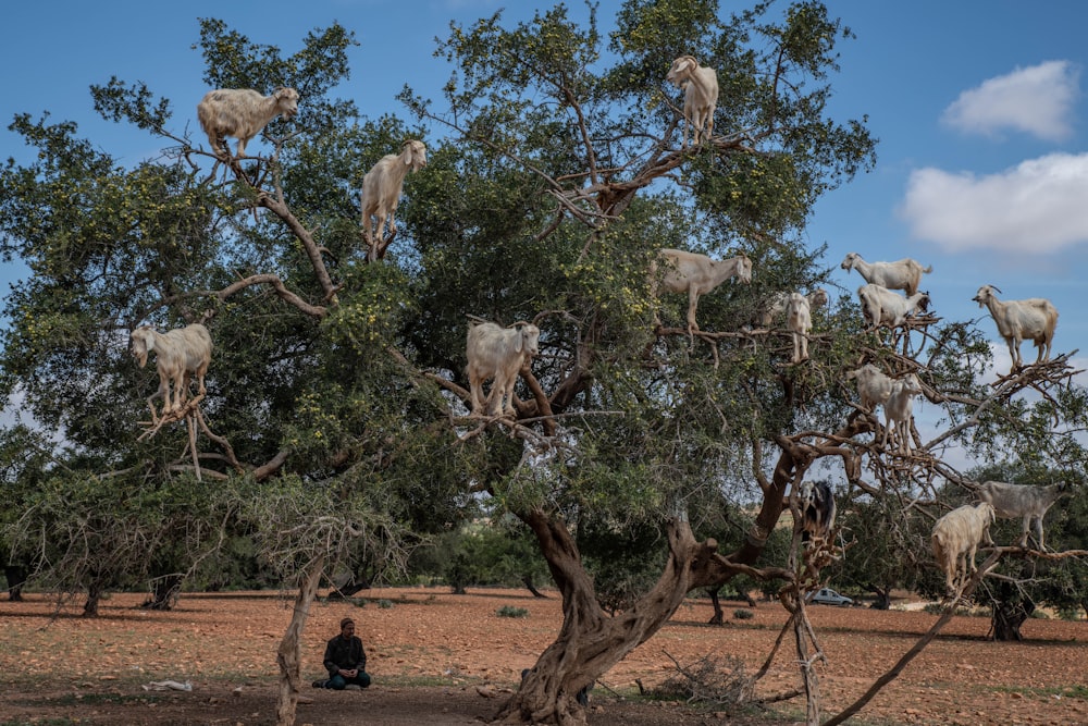 group of sheep on tree