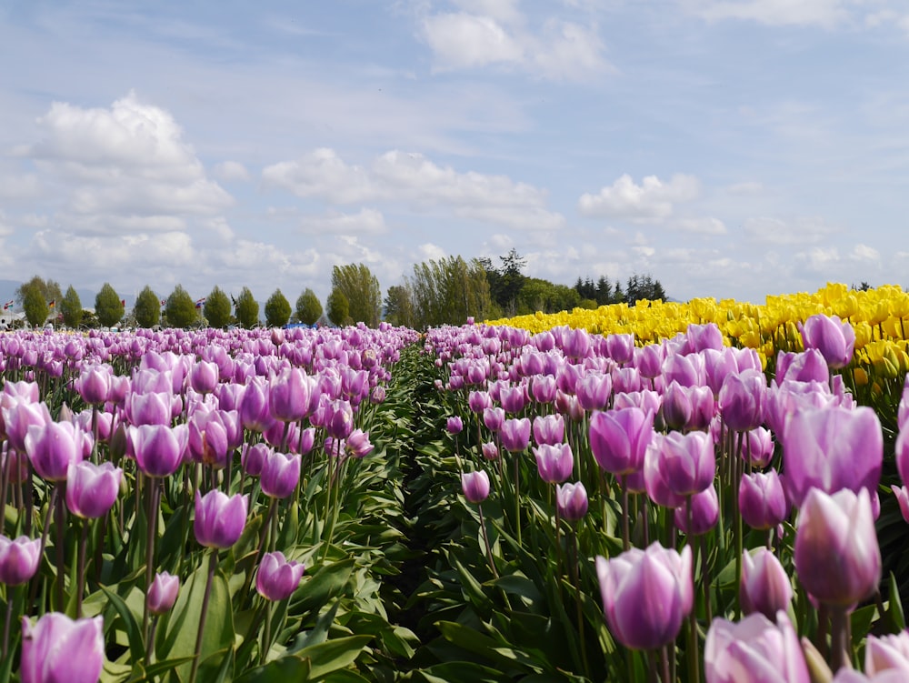 shallow focus photo of purple flowers