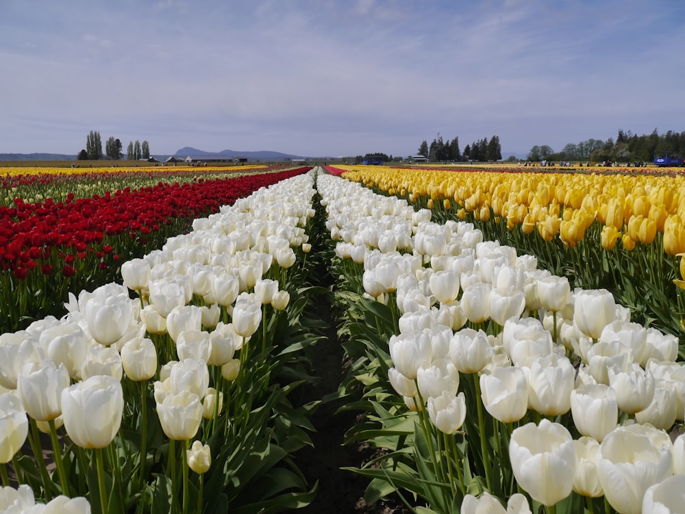 bed of flowers