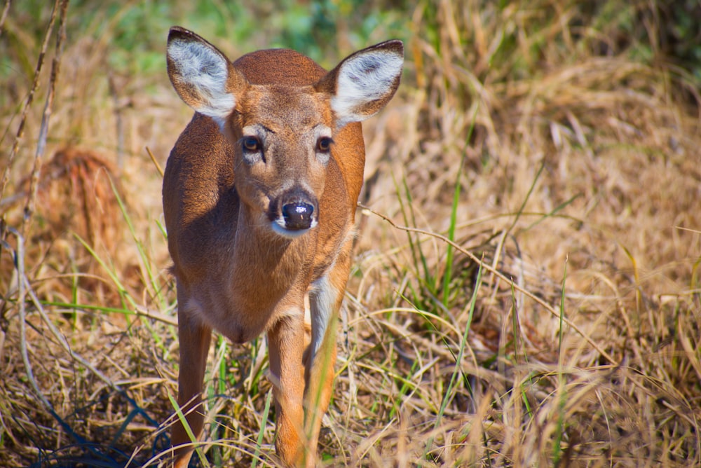 shallow focus photo of brown deer