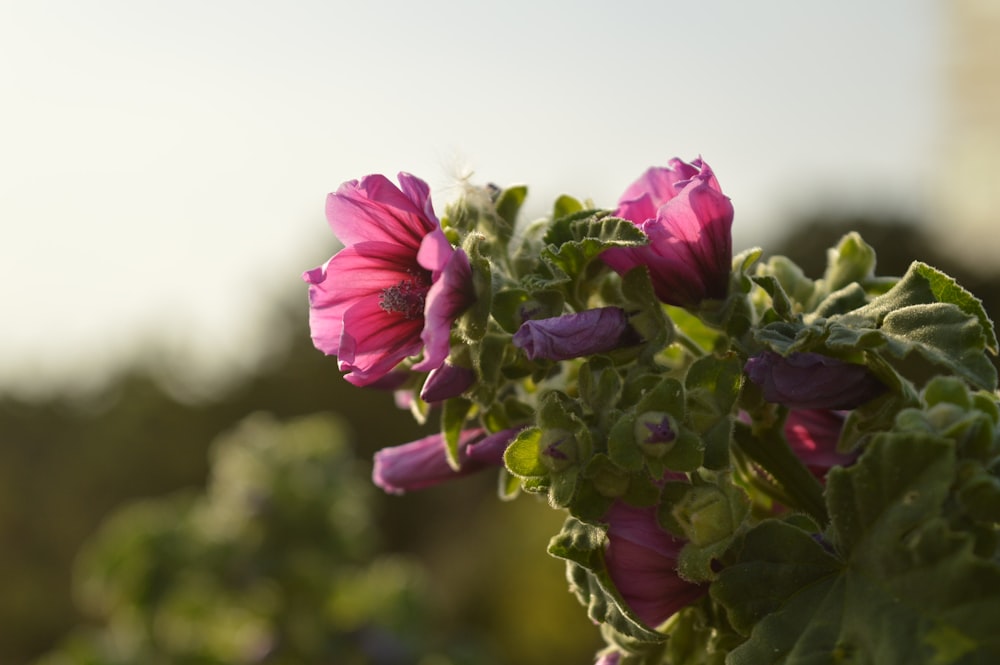 pink-petaled flowers