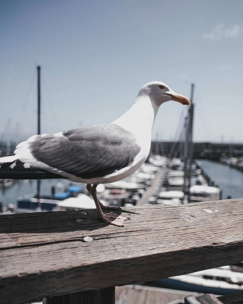 white seagull