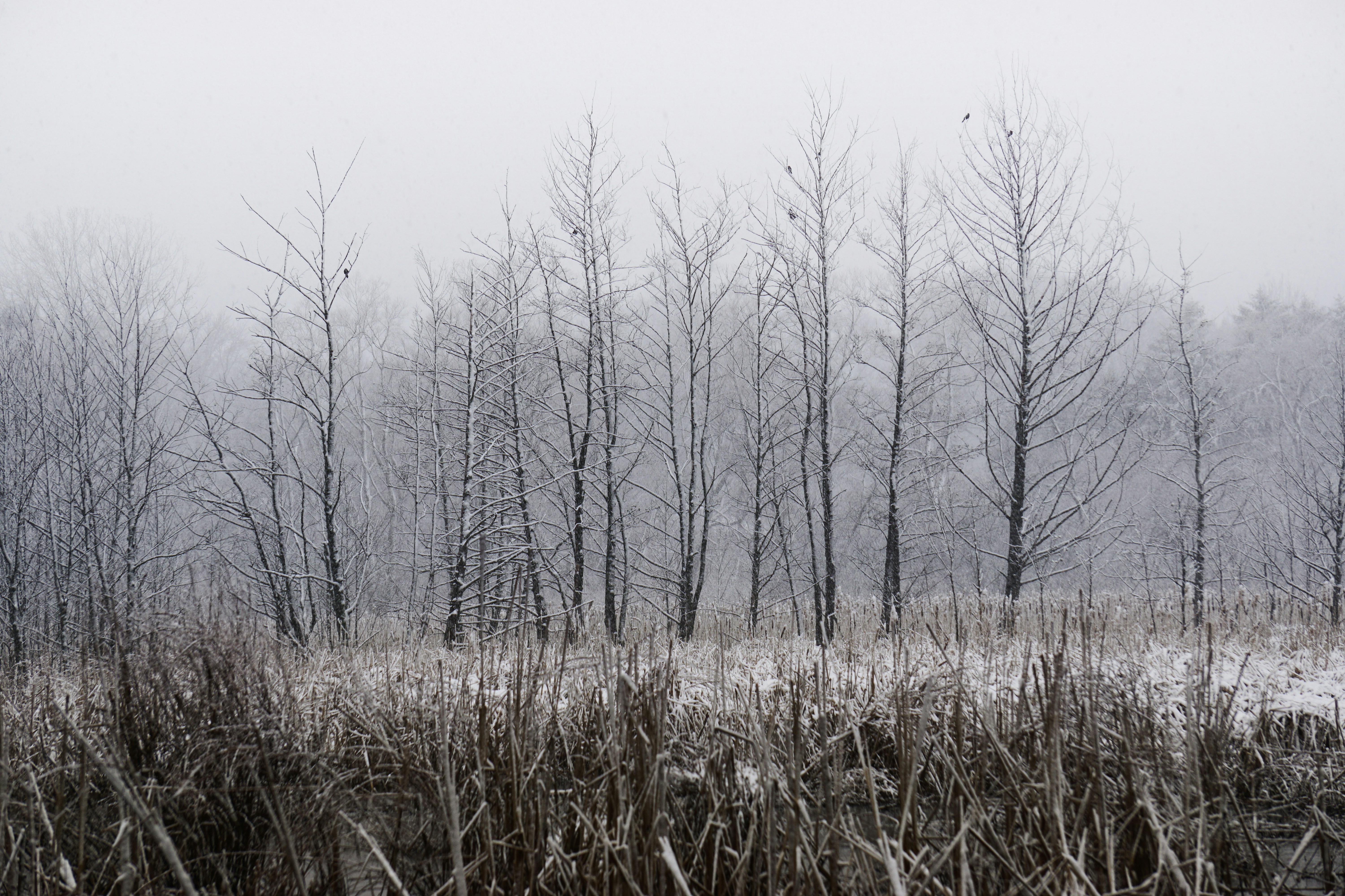 Photo by kent_pilcher