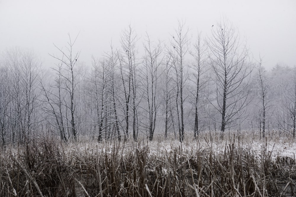 brown trees and grass field