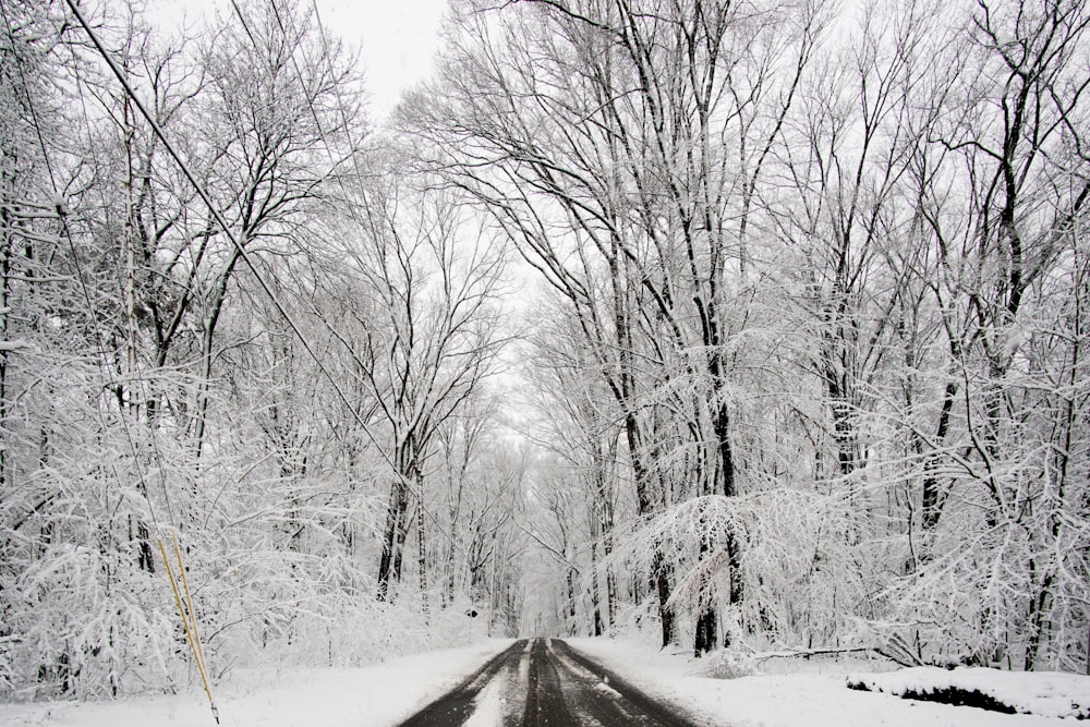 photography of empty road and snow-covered field and trees during daytime