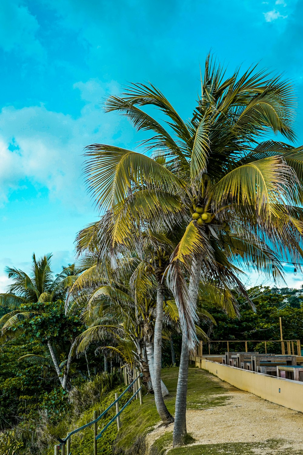 green coconut trees