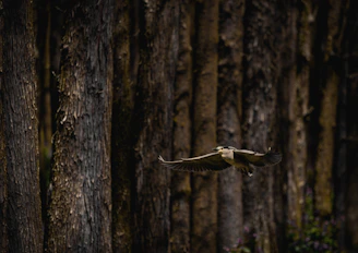 A bird is captured in mid-flight against a backdrop of tall, thick tree trunks. The trees dominate the scene with their textured, rugged bark, while the bird's wingspan is spread wide as it glides through the forest. The overall lighting is dark, highlighting the natural and tranquil environment.