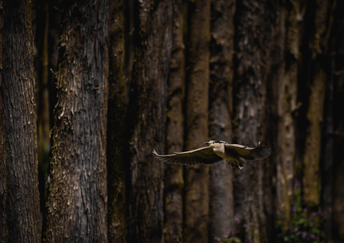 A bird is captured in mid-flight against a backdrop of tall, thick tree trunks. The trees dominate the scene with their textured, rugged bark, while the bird's wingspan is spread wide as it glides through the forest. The overall lighting is dark, highlighting the natural and tranquil environment.