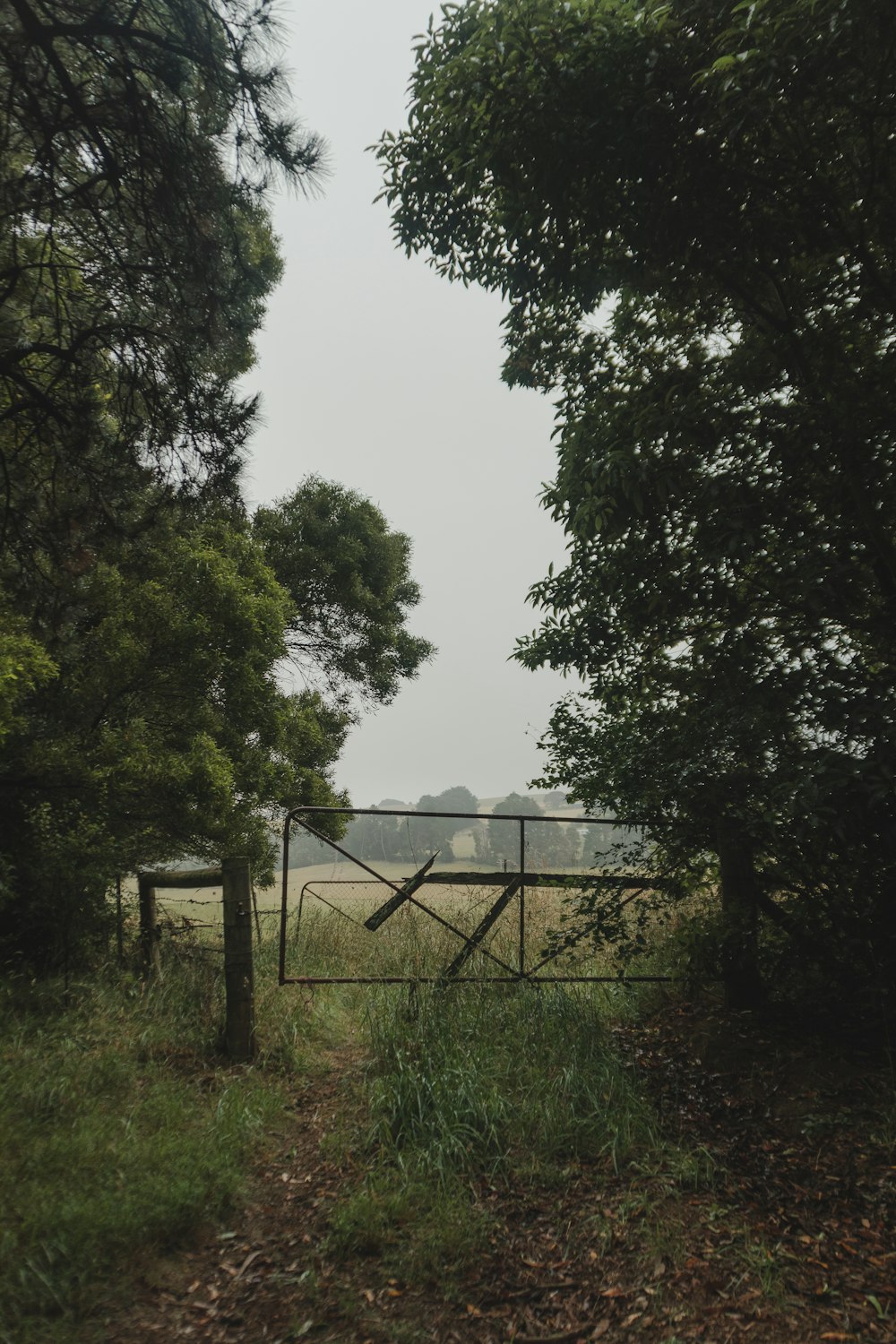 green-leafed trees