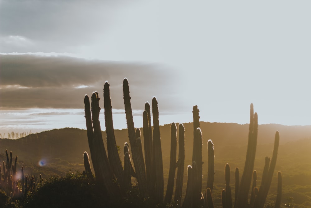 green cactus