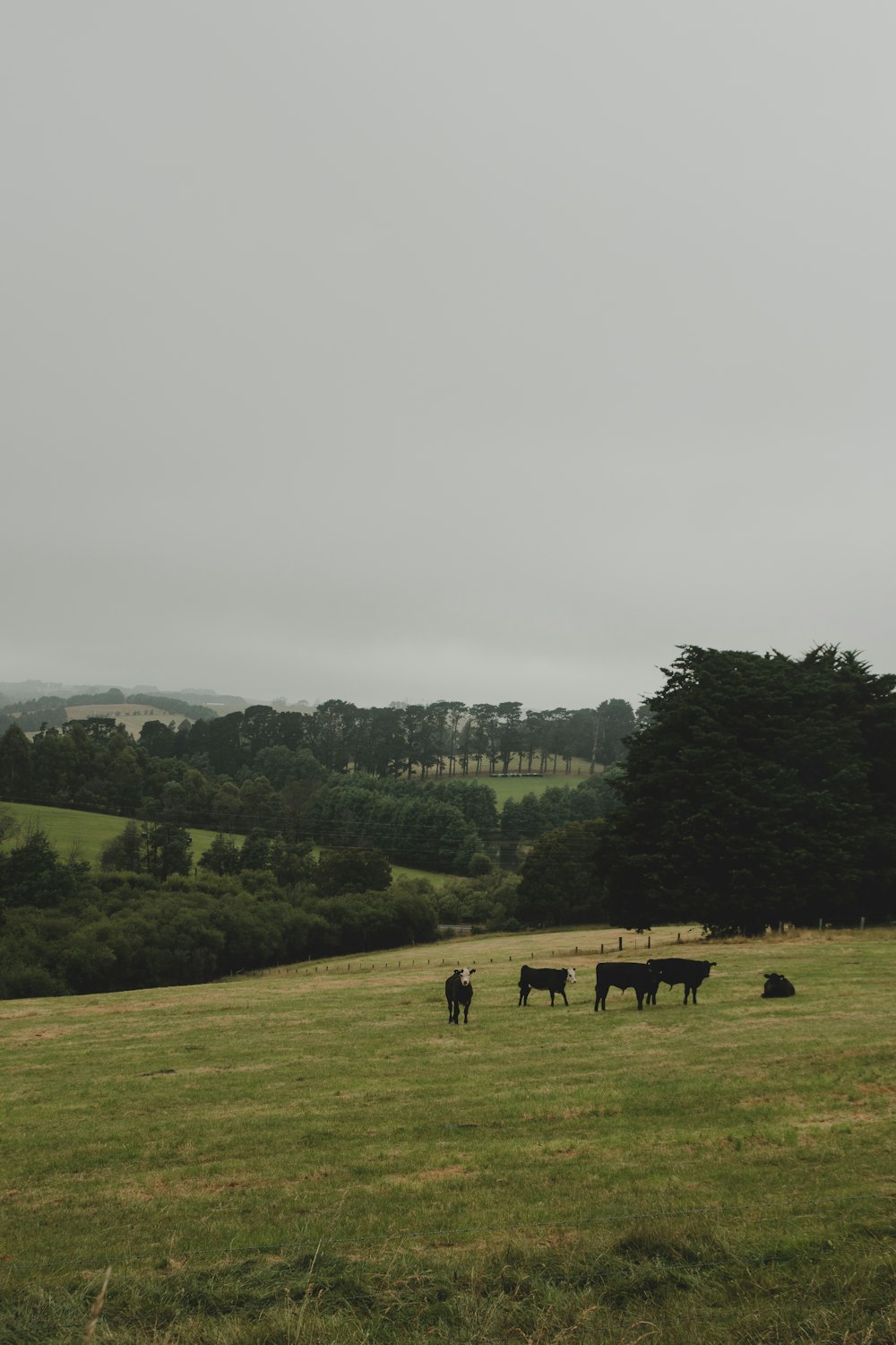 group of cows