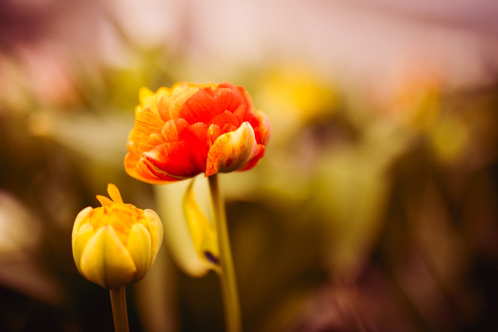 빨간색과 노란색 꽃잎이 달린 꽃의 선택적 초점 사진