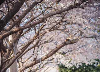 photo of bare trees