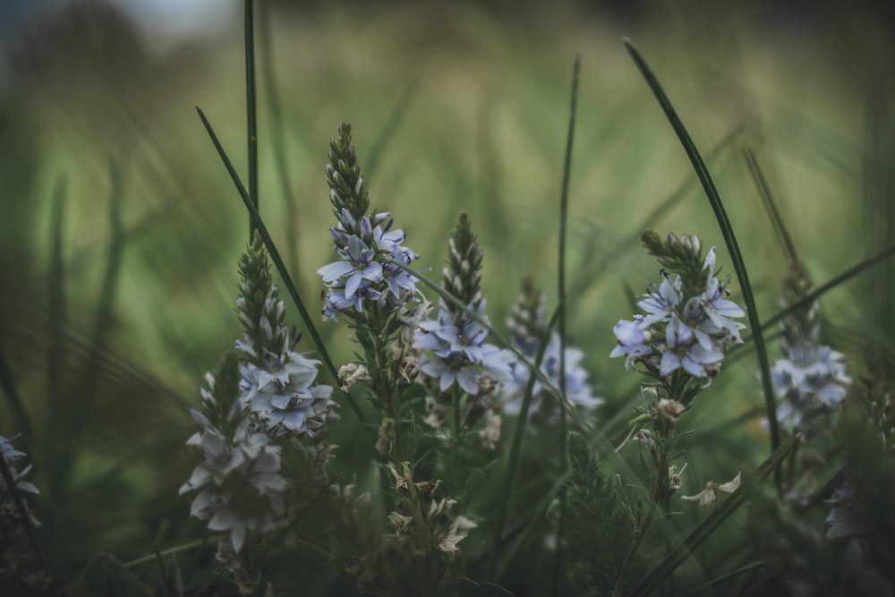 selective focus photography of purple petaled flowers during daytime