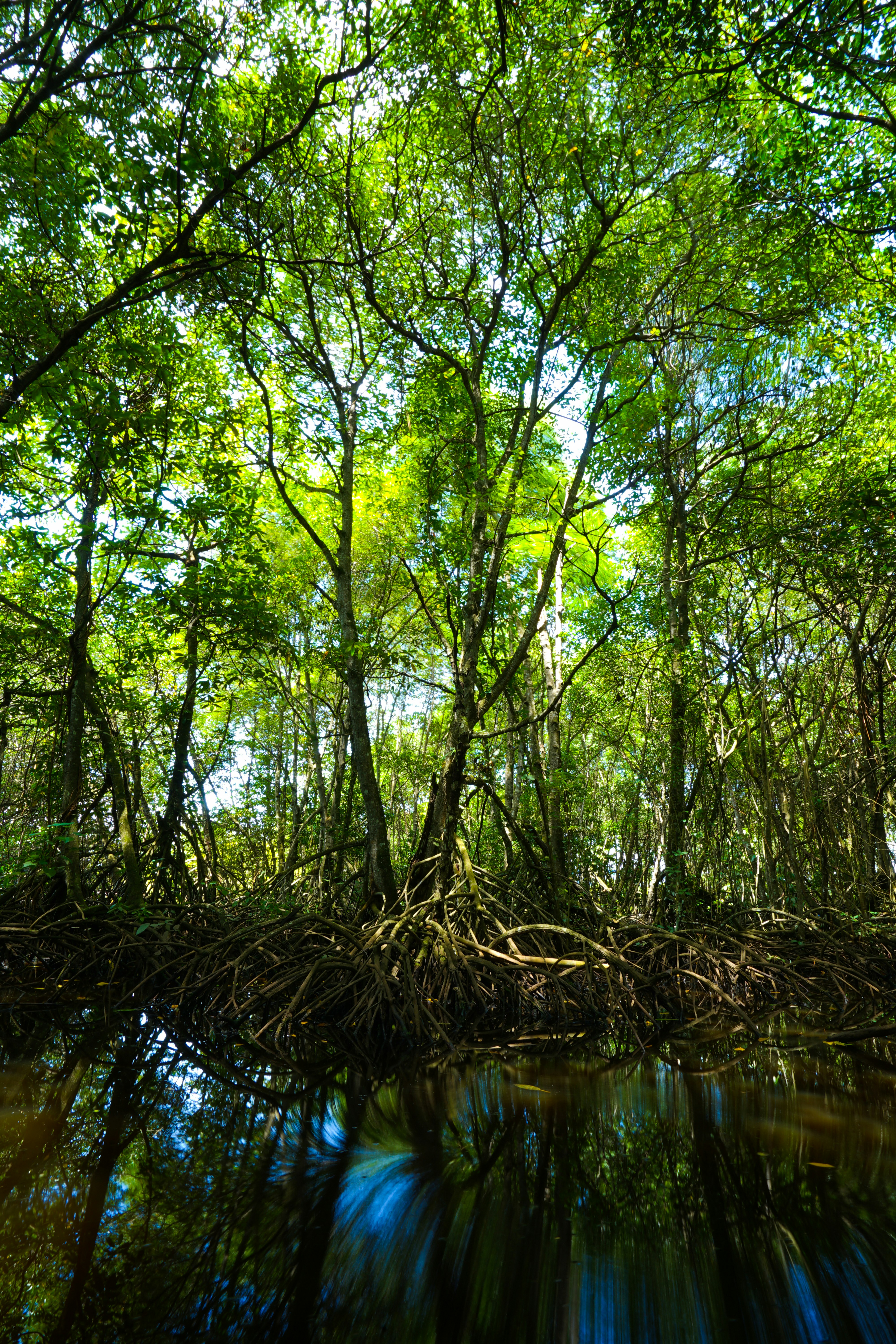 green leaf trees near body of water