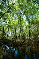 A vibrant mangrove forest with sunlight sparkling on the water and birds perched on branches.