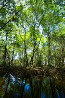 A lush mangrove forest thriving under the care of local guardians.