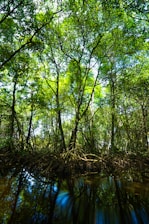 A lush, vibrant mangrove forest with dense clusters of intertwining roots and green foliage. Sunlight filters through the canopy, casting dappled light patterns on the water below, creating a serene and natural atmosphere.