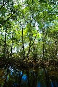 A lush, vibrant mangrove forest with dense clusters of intertwining roots and green foliage. Sunlight filters through the canopy, casting dappled light patterns on the water below, creating a serene and natural atmosphere.