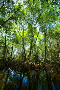 A lush mangrove forest in Indonesia thriving after restoration efforts
