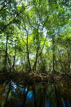 A vibrant mangrove ecosystem showcasing sustainable crab harvesting.