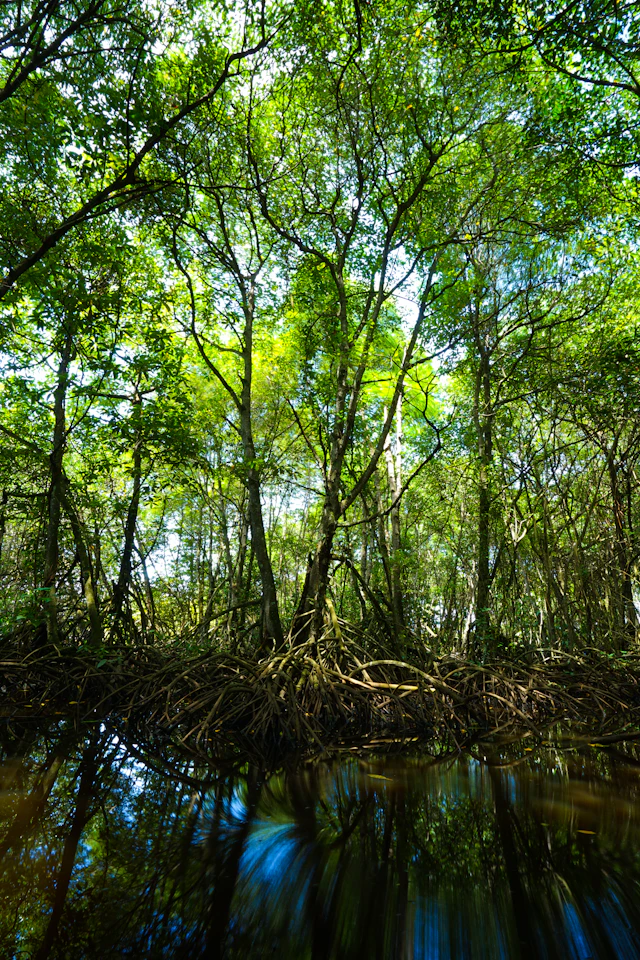 Mangrove canopy from the water