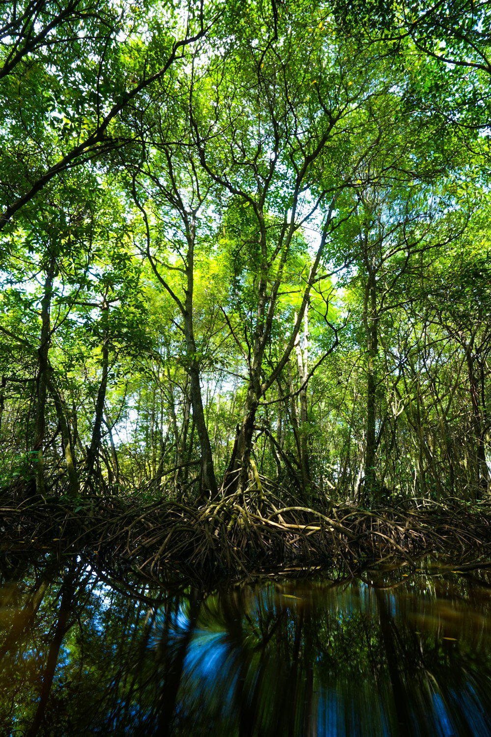 árboles de hoja verde cerca del cuerpo de agua