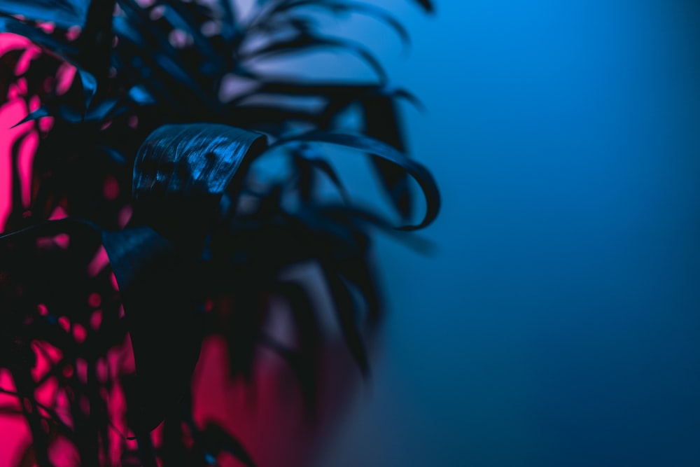 a close up of a plant with pink and blue background