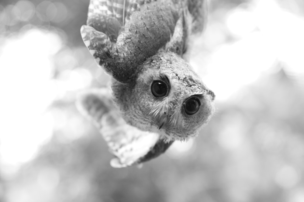 grayscale photography of an owl