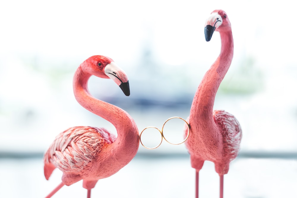 two pink flamingos holding wedding rings