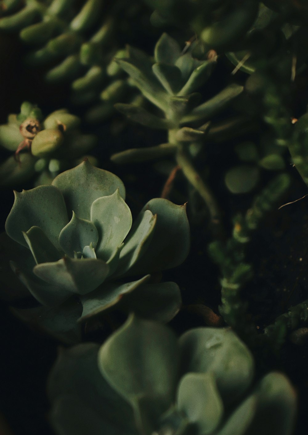 succulent plant