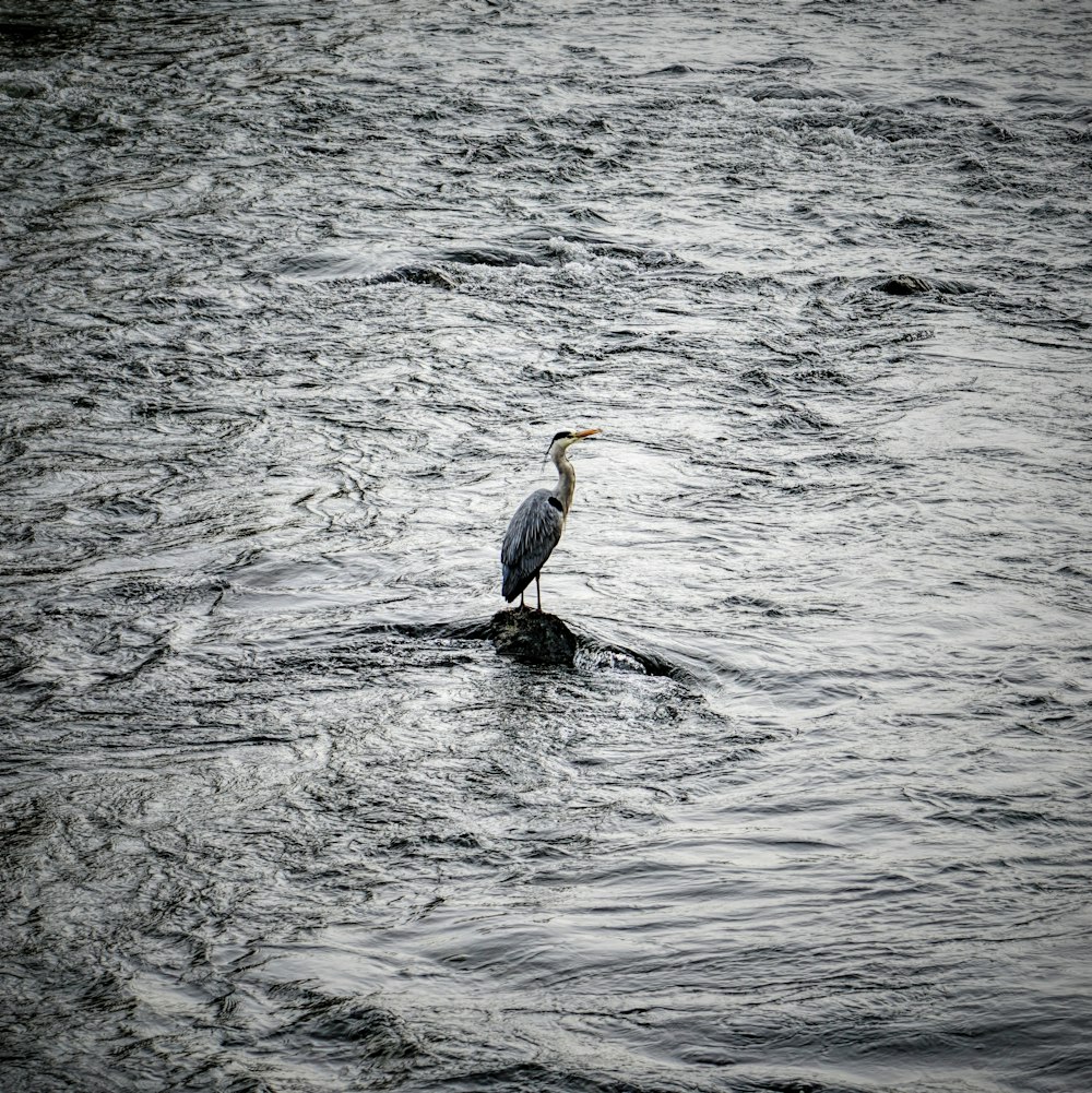 Pájaro grulla gris y blanco en el cuerpo de agua