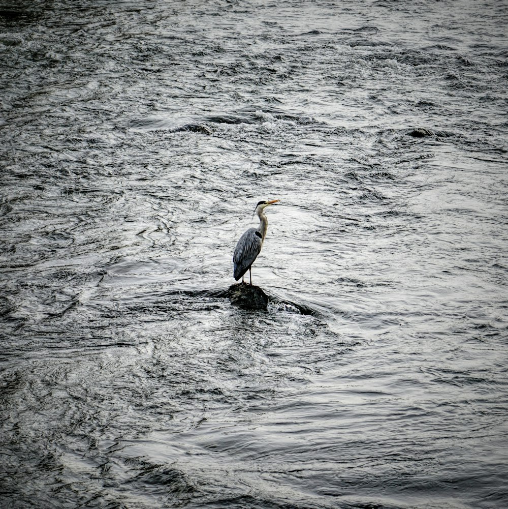 Grue grise et blanche sur plan d’eau