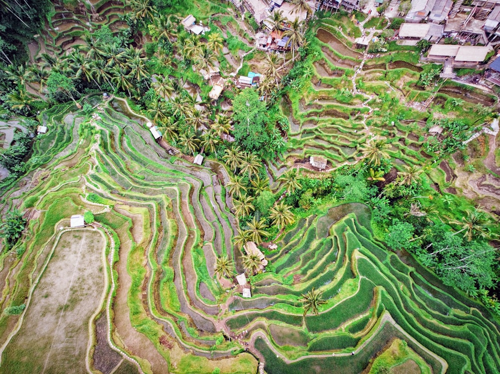 green rice terraces