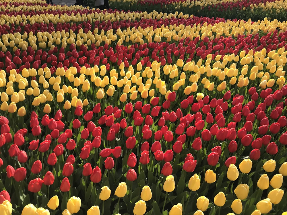 yellow and red tulip field