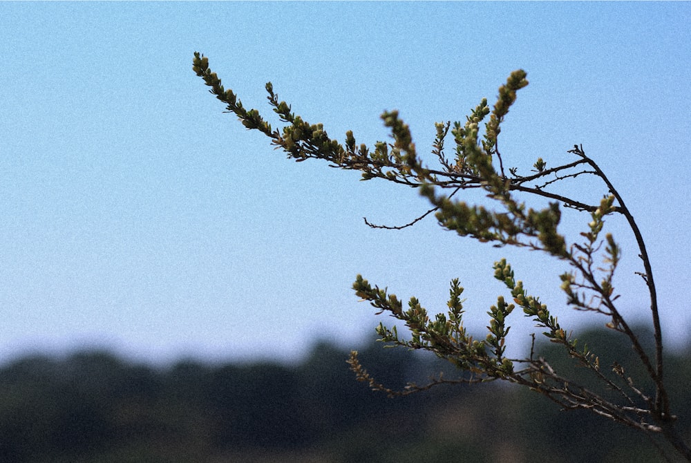 green leaves