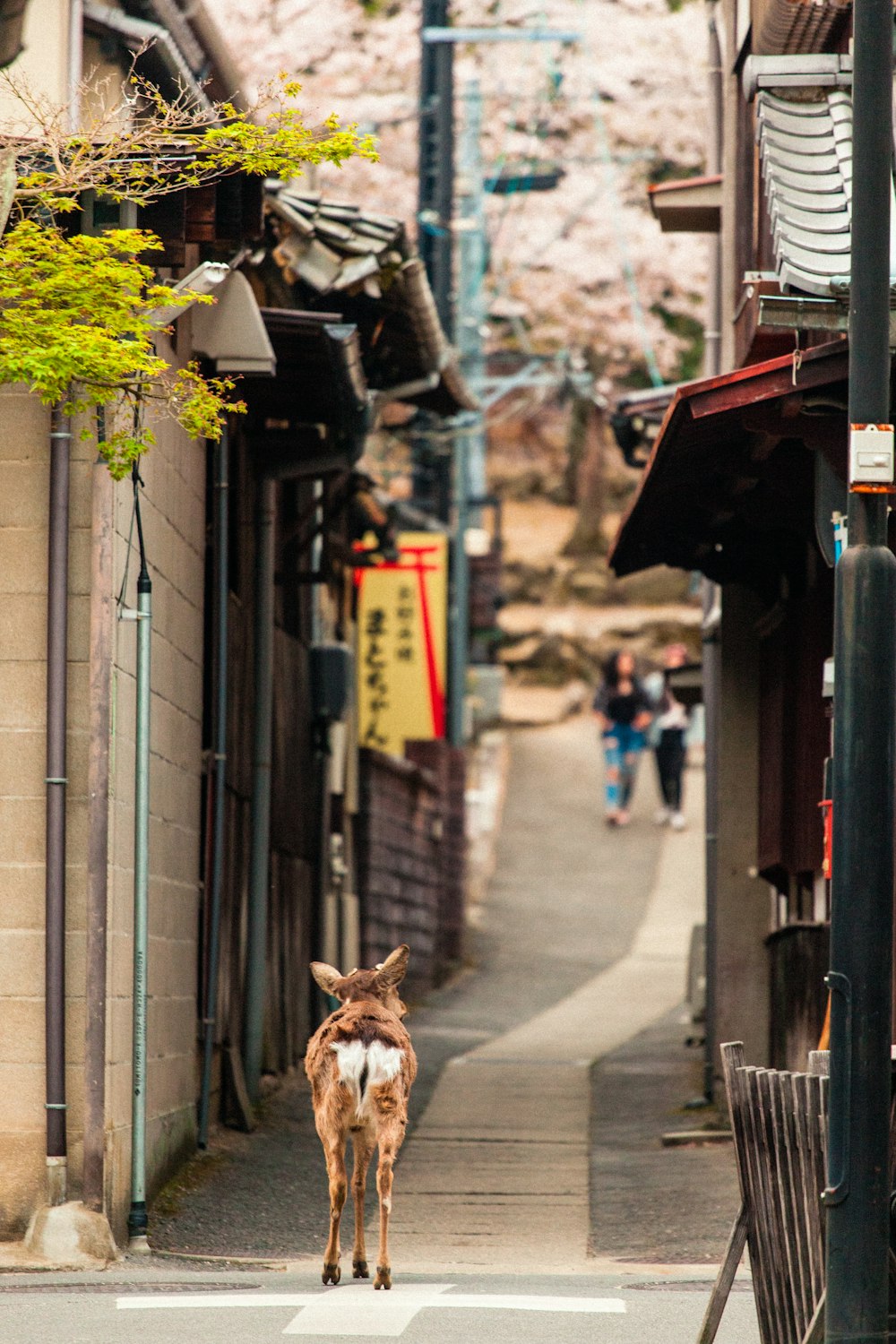 brown deer walking near building during daytime