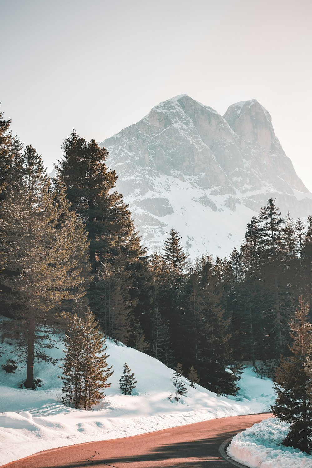 green pine trees across brown mountain