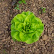 green leaf on brown and black marble surface