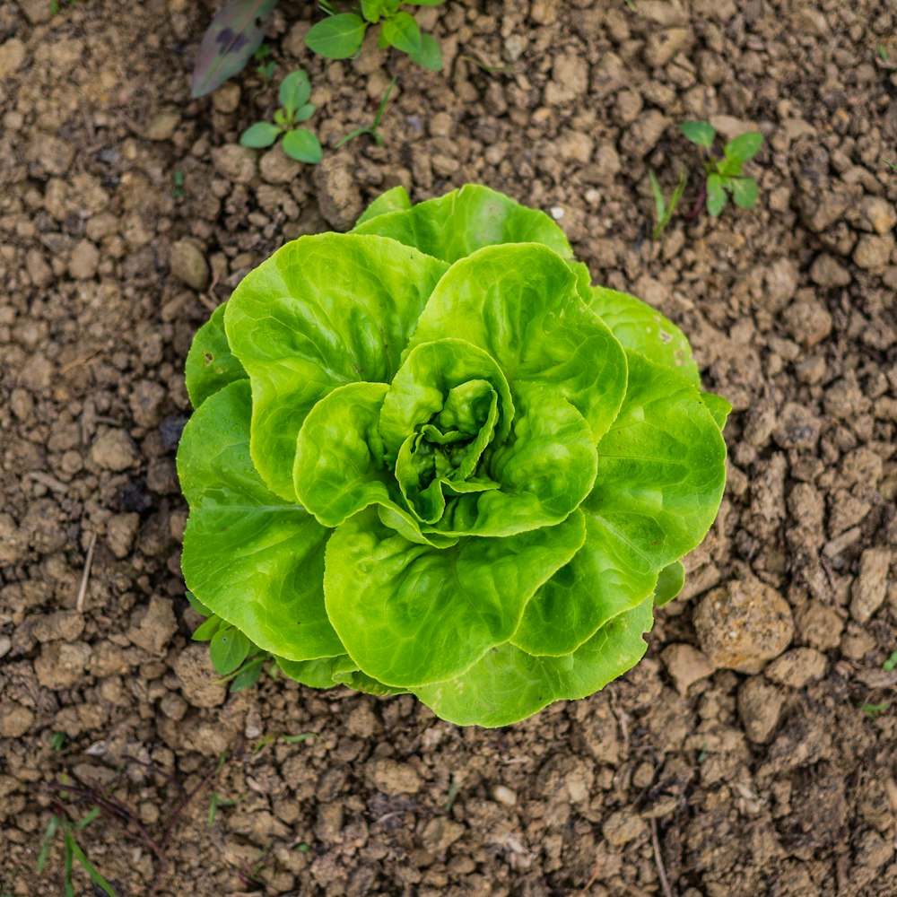 foglia verde sulla superficie di marmo marrone e nero