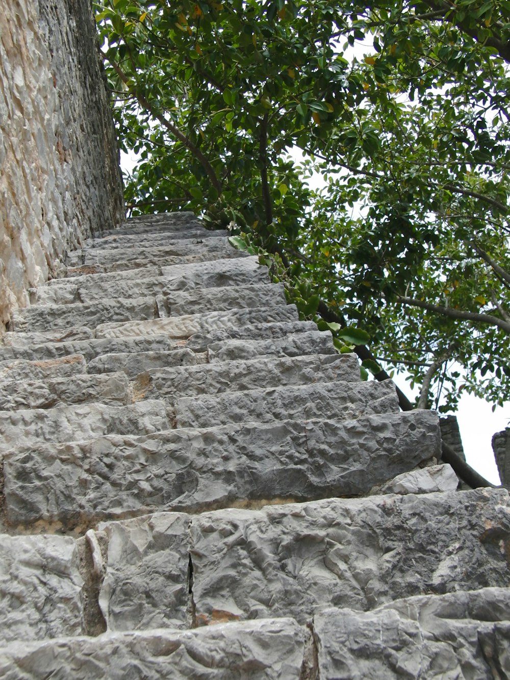 계단 근처의 나무