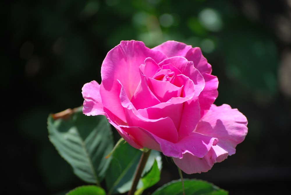 selective focus photography of pink rose flower during daytime